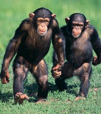 Chimps