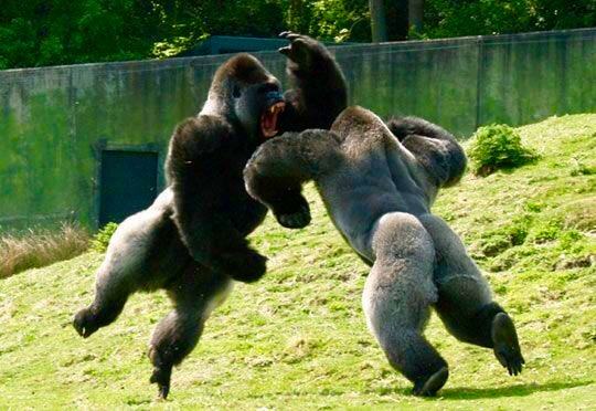dueling gorillas
