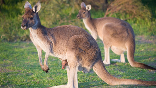 Kangaroos